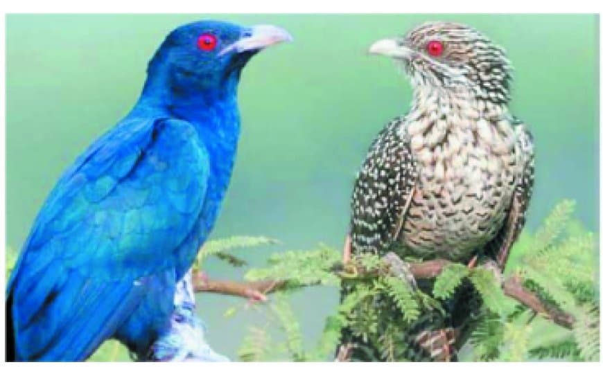 चित्रकूट जंगलों में टिस टिस आवाज वाली कोयल, फीमेल बर्ड का रहस्य उजागर हुआ