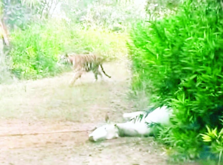 बघेला रिसॉर्ट के आसपास शावकों सहित बाघिन का 5 दिन से डेरा