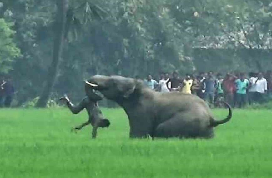 झारखंड... हाथी का आतंक... सिंहभूम में सात लोगों को मार डाला