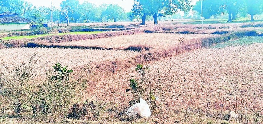 सिर्फ चार घंटे बिजली, अंधेरे में जीने को मजबूर ग्रामीण, खेती-पढ़ाई बुरी तरह प्रभावित