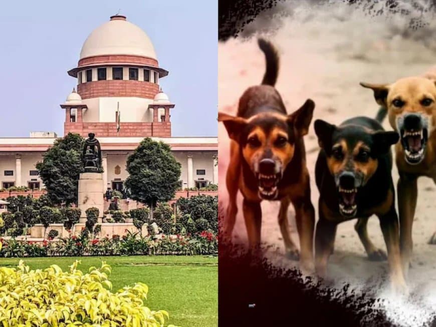 जज साहब! कुत्ते हटे तो चूहे बढ़ जाएंगे... सुप्रीम टिप्पणी-बिल्लियां पाल लो