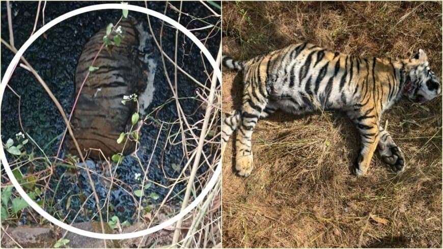 दो दिनों के भीतर यह दूसरी बार किसी बाघ की मौत की घटना सामने आई है।