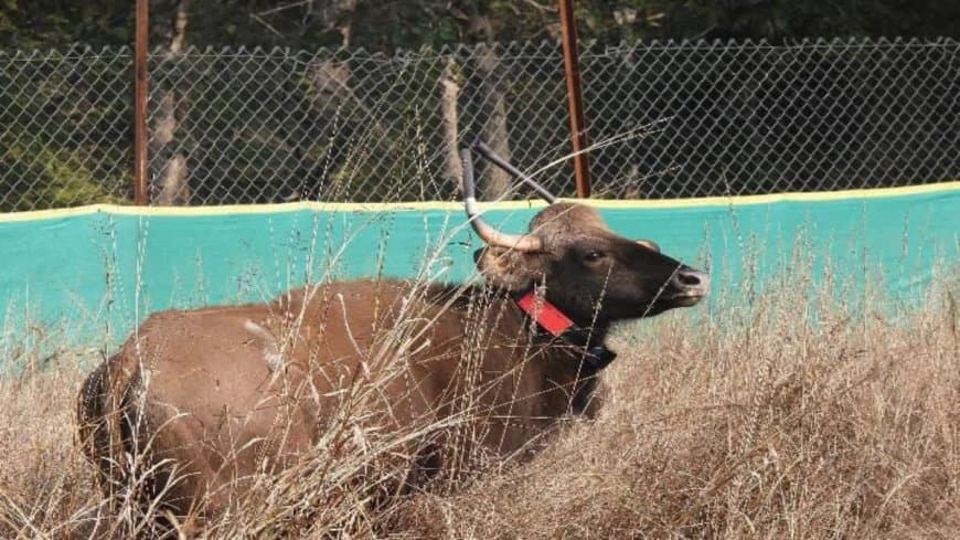 बांधवगढ़ टाइगर रिजर्व... एक नर और पांच मादा गौर को सुरक्षित छोड़ा 