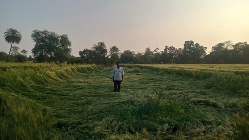 मध्यप्रदेश: भोपाल में कोहरा... प्रदेश में बारिश-ओलावृष्टि से फसल चौपट 