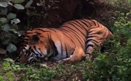 शहडोल में दो बाघों की मौत... टाइगर स्टेट अब बन रहा वनराज की कब्रगाह 