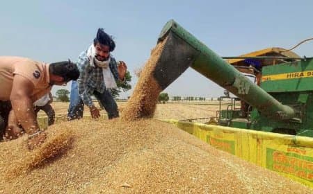 मध्यप्रदेश: किसान हो जाएं अलर्ट.... एमएसपी पर 7 फरवरी से गेहूं का पंजीयन