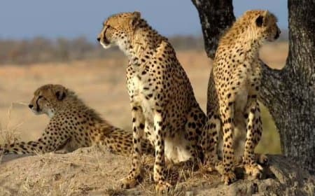 मध्यप्रदेश: बोत्सवाना से आएंगे आठ चीते... कूनो में फिर बढ़ जाएगा कुनबा