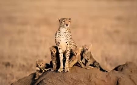 मध्यप्रदेश: बोत्सवाना से कूनो आएंगे आठ चीते... दो मादा चीता और छह शावक