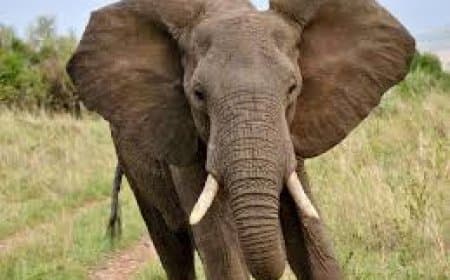 झारखंड: हजारीबाग में हाथियों का हमला... छह लोगों को उतारा मौत के घाट