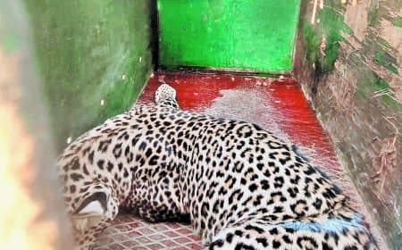 क्लच वायर के शिकारी फंदे में फंसा तेंदुआ, वन विभाग ने दो घंटे में किया रेस्क्यू