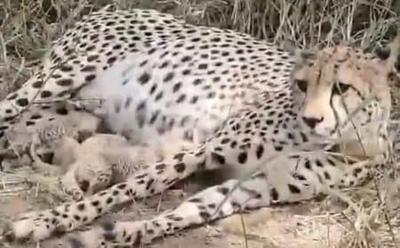 खुशखबरी! कूनो में ‘गामिनी’ ने फिर तीन शावकों को दिया जन्म