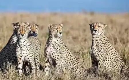 चीता स्टेट बना मध्यप्रदेश: अब बोत्सवाना से नौ और चीते पहुंचे कूनो