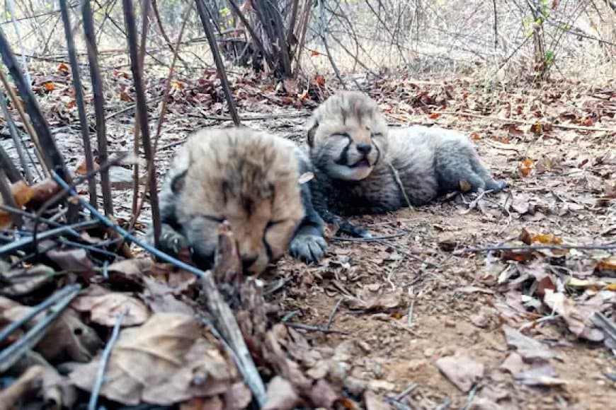 खुशखबरी... भारत की ‘आशा’ ने कूनों में पांच शावकों को दिया जन्म