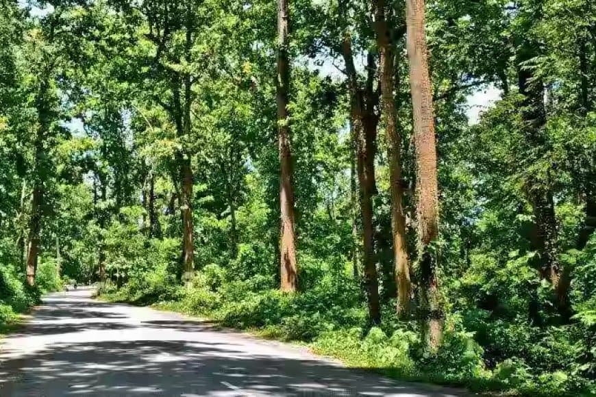 मध्यप्रदेश: नई रेलवे लाइन के लिए 1.24 लाख पेड़ों की चढ़ेगी ‘बलि’