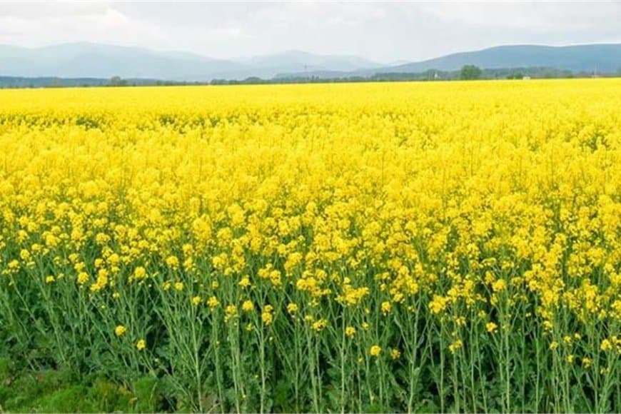 मध्यप्रदेश विधानसभा: CM का एलान: सरसों पर भावांतर और उड़द पर बोनस