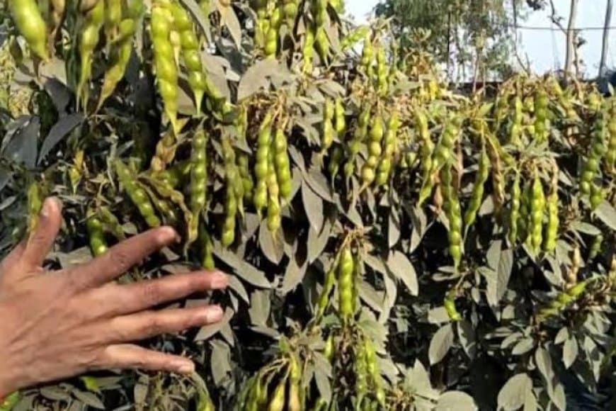 बड़ी उपलब्धि: कृषि उत्पादन में देश के शीर्ष राज्यों में शामिल मध्यप्रदेश