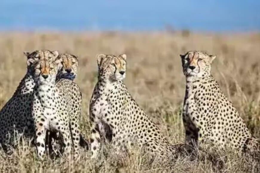 मध्यप्रदेश: बोत्सवाना से विशेष विमान से ग्वालियर पहुंचे चीते, कूनो के लिए रवाना