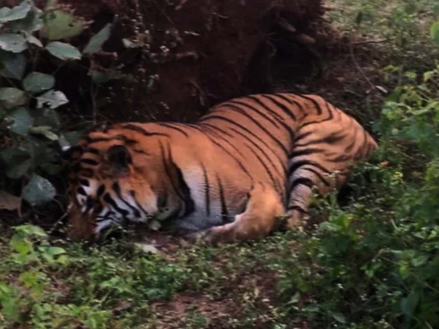शहडोल में दो बाघों की मौत... टाइगर स्टेट अब बन रहा वनराज की कब्रगाह 