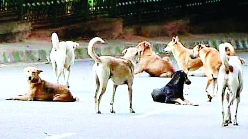 पागल कुत्ते का आतंक: एक घंटे में दस वर्षीय बालक समेत पांच लोग घायल