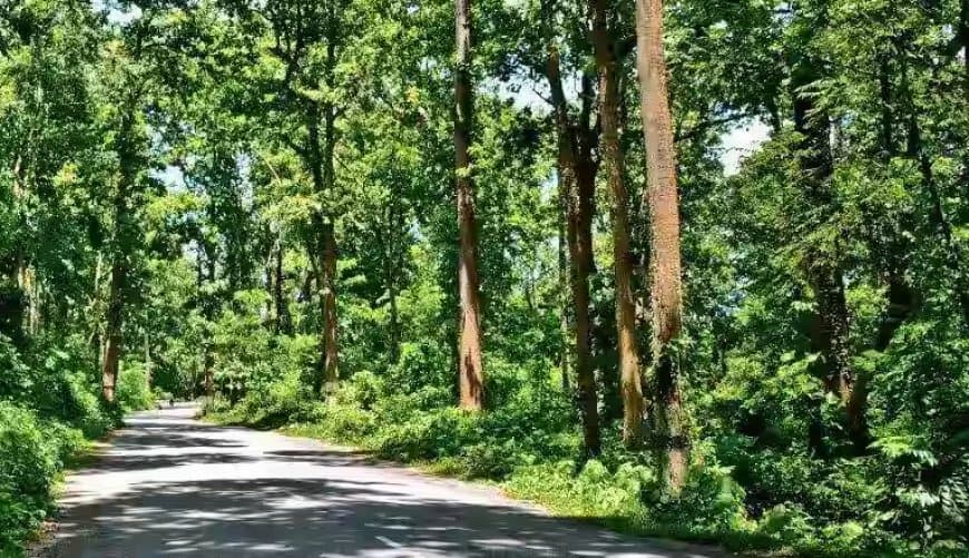 मध्यप्रदेश: नई रेलवे लाइन के लिए 1.24 लाख पेड़ों की चढ़ेगी ‘बलि’