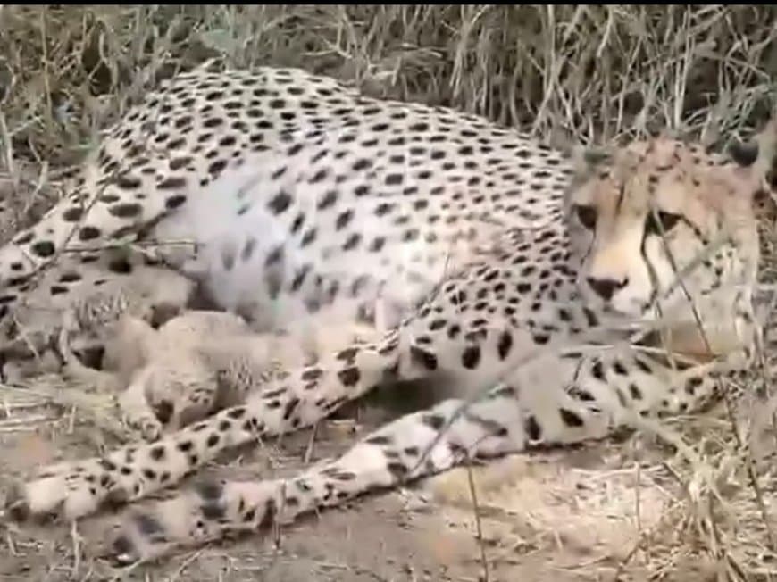 खुशखबरी! कूनो में ‘गामिनी’ ने फिर तीन शावकों को दिया जन्म