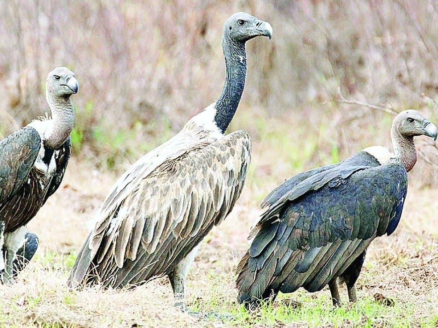 रीवा वनमंडल में 20 फरवरी से गिद्धों की गणना, 6 रेंजों में उतरेगा अमला
