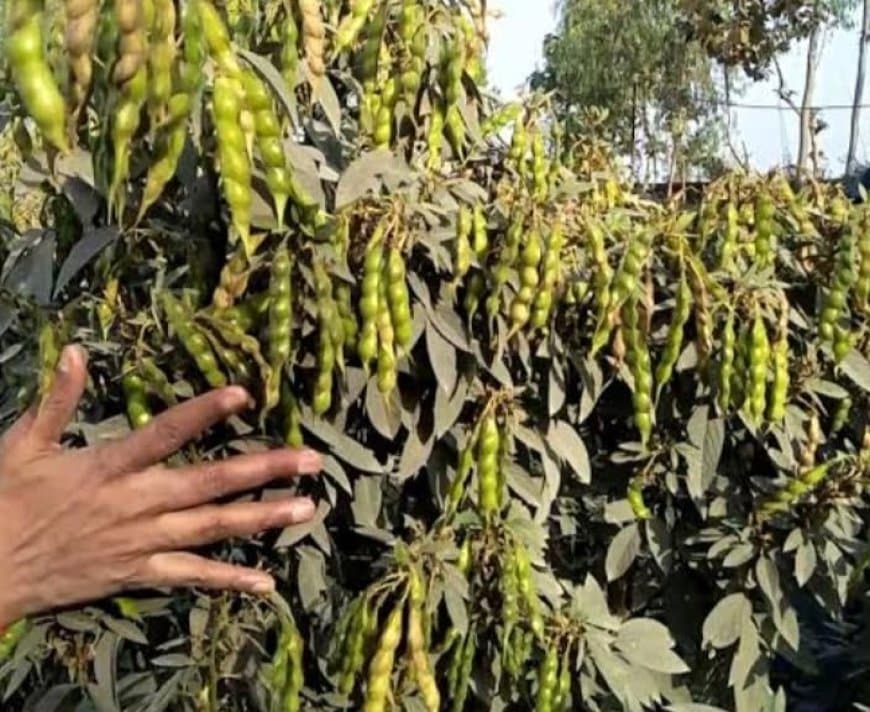 बड़ी उपलब्धि: कृषि उत्पादन में देश के शीर्ष राज्यों में शामिल मध्यप्रदेश