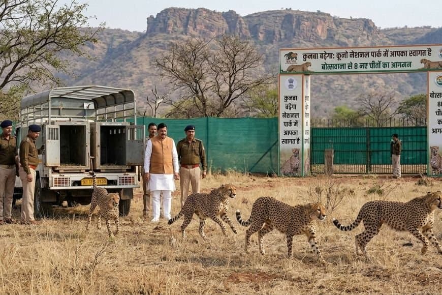 बढ़ेगा कुनबा: कूनो नेशनल पार्क में फिर गूंजेगी दहाड़, बोत्सवाना से आ रहे 8 नए चीते