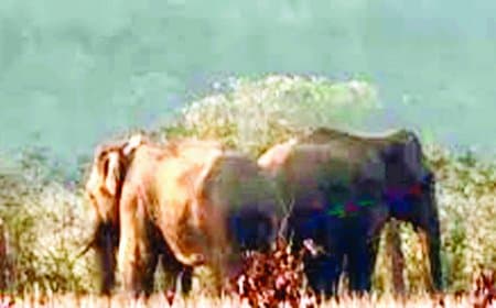 भटका हाथी भरत हथनी संग गुढ़ पहुंचा, मोहनिया टनल के ऊपर पहाड़ी पर डेरा