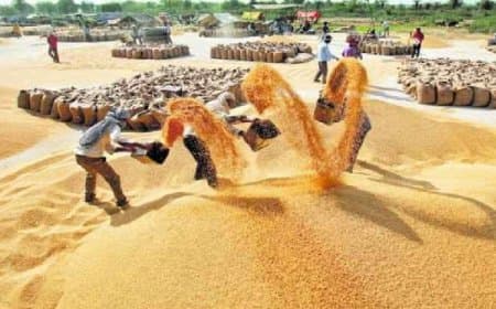 मध्यप्रदेश: प्रदेश के चार संभागों में 1 अप्रैल  शुरू होगी गेहूं की खरीदी