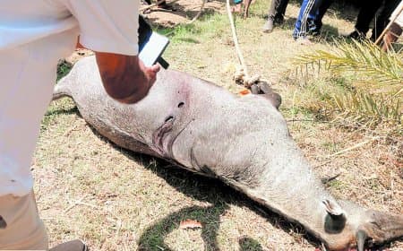 सतना-मैहर में नीलगाय शिकार बढ़ा, संरक्षित वन्यजीव फिर बना सॉफ्ट टारगेट