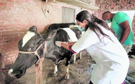 एफएमडी टीकाकरण लक्ष्य से 34 फीसदी पीछे, आठ दिनों में पूरा करना चुनौती