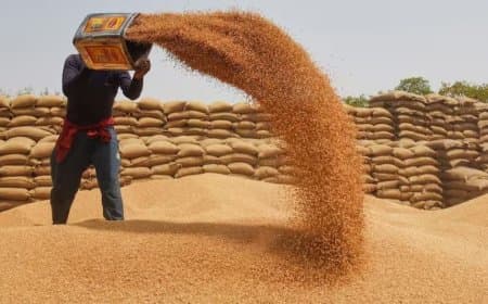 मध्यप्रदेश: एक अप्रैल से होगी गेहूं की खरीदी... सरकार तय करेगी लिमिट