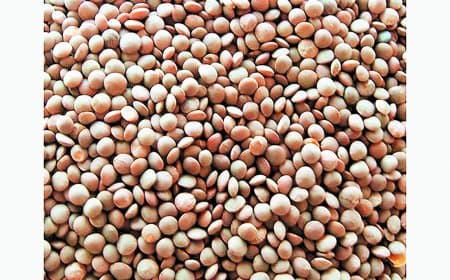 चना मसूर उपार्जन लक्ष्य 2672 एमटी तय, बारदाने बढ़ेंगे, आठ केंद्र बनाए गए