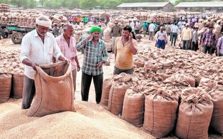 रीवा संभाग में 4.19 लाख एमटी गेहूं अनुमान, सतना आगे, मऊगंज सबसे पीछे