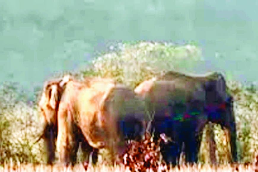 भटका हाथी भरत हथनी संग गुढ़ पहुंचा, मोहनिया टनल के ऊपर पहाड़ी पर डेरा