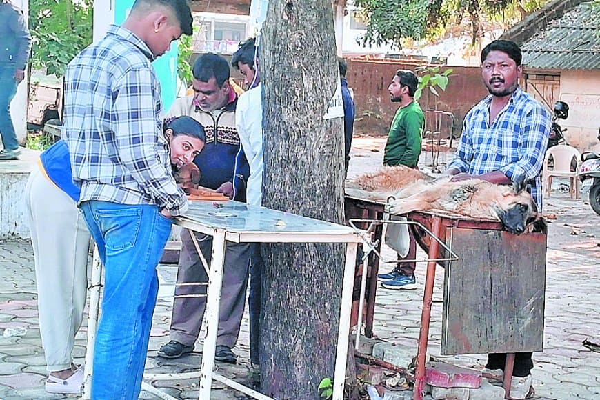 गर्मी बढ़ने के बावजूद पार्वो वायरस का प्रकोप जारी, पिल्लों की हालत गंभीर