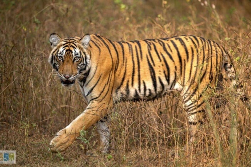 मध्यप्रदेश: संकट में टाइगर स्टेट का ताज... 15 महीनों में 64 बाघों की मौत