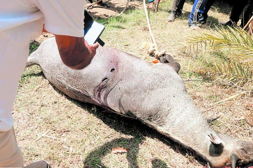 सतना-मैहर में नीलगाय शिकार बढ़ा, संरक्षित वन्यजीव फिर बना सॉफ्ट टारगेट