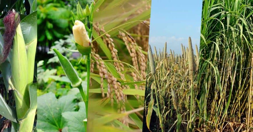 ऑटोमेशन सिस्टम: फूलों की खेती करने वाले भोपाल के पहले किसान रामसिंह