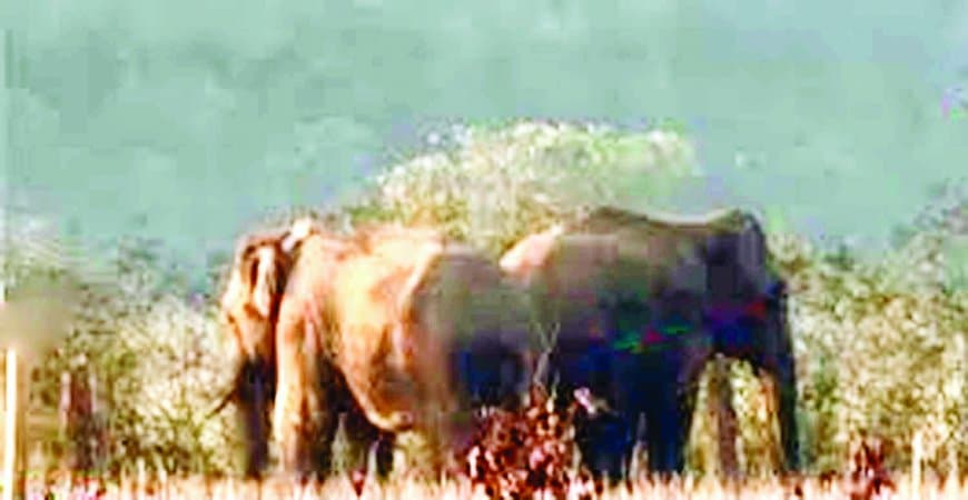 भटका हाथी भरत हथनी संग गुढ़ पहुंचा, मोहनिया टनल के ऊपर पहाड़ी पर डेरा