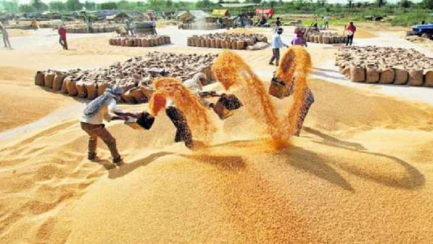 मध्यप्रदेश: प्रदेश के चार संभागों में 1 अप्रैल  शुरू होगी गेहूं की खरीदी