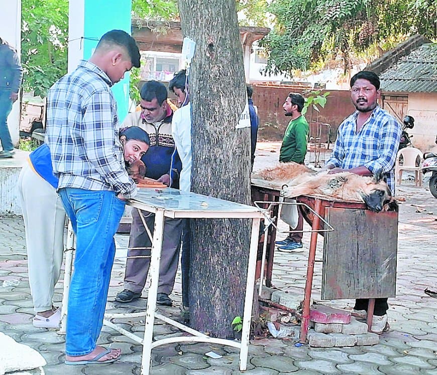 गर्मी बढ़ने के बावजूद पार्वो वायरस का प्रकोप जारी, पिल्लों की हालत गंभीर