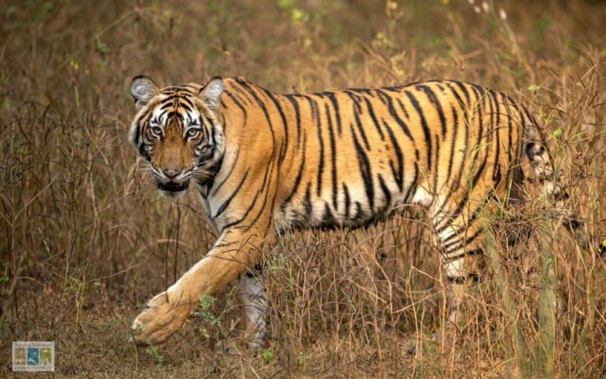 मध्यप्रदेश: संकट में टाइगर स्टेट का ताज... 15 महीनों में 64 बाघों की मौत