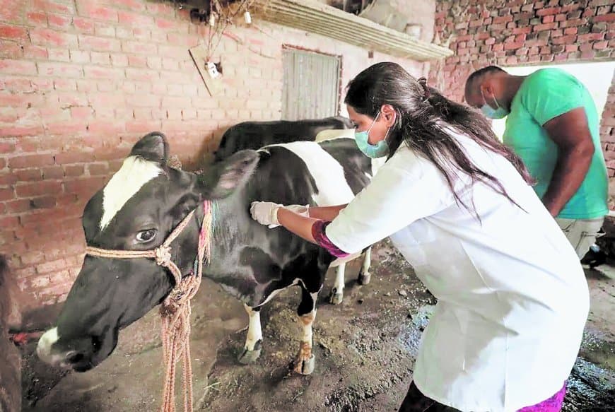 एफएमडी टीकाकरण लक्ष्य से 34 फीसदी पीछे, आठ दिनों में पूरा करना चुनौती