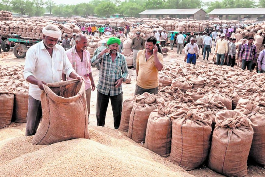 रीवा संभाग में 4.19 लाख एमटी गेहूं अनुमान, सतना आगे, मऊगंज सबसे पीछे