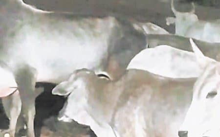 गौशाला में घुसा तेंदुआ, गाय का शिकार, ग्रामीणों में दहशत बढ़ी लगातार