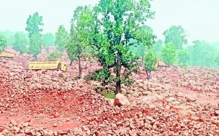 टीकर जंगल में बाक्साइड खदान मंजूर, 31 हेक्टेयर वन क्षेत्र होगा साफ