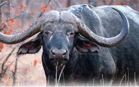 मध्यप्रदेश में ऐतिहासिक पल: जंगली भैंसों की वापसी... असम से लाए चार भैंसों को सीएम ने कान्हा में किया रिलीज