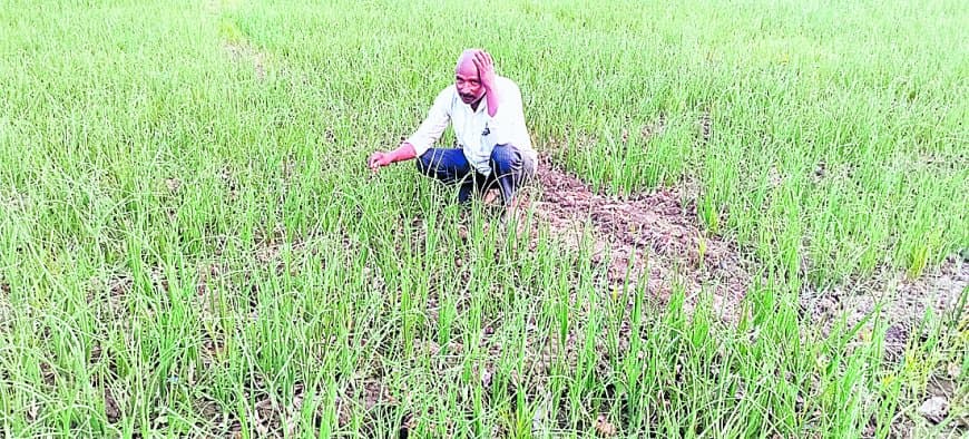 मौसम मचा रहा हाहाकार, गेहूं खरीदी पर संशय बरकरार